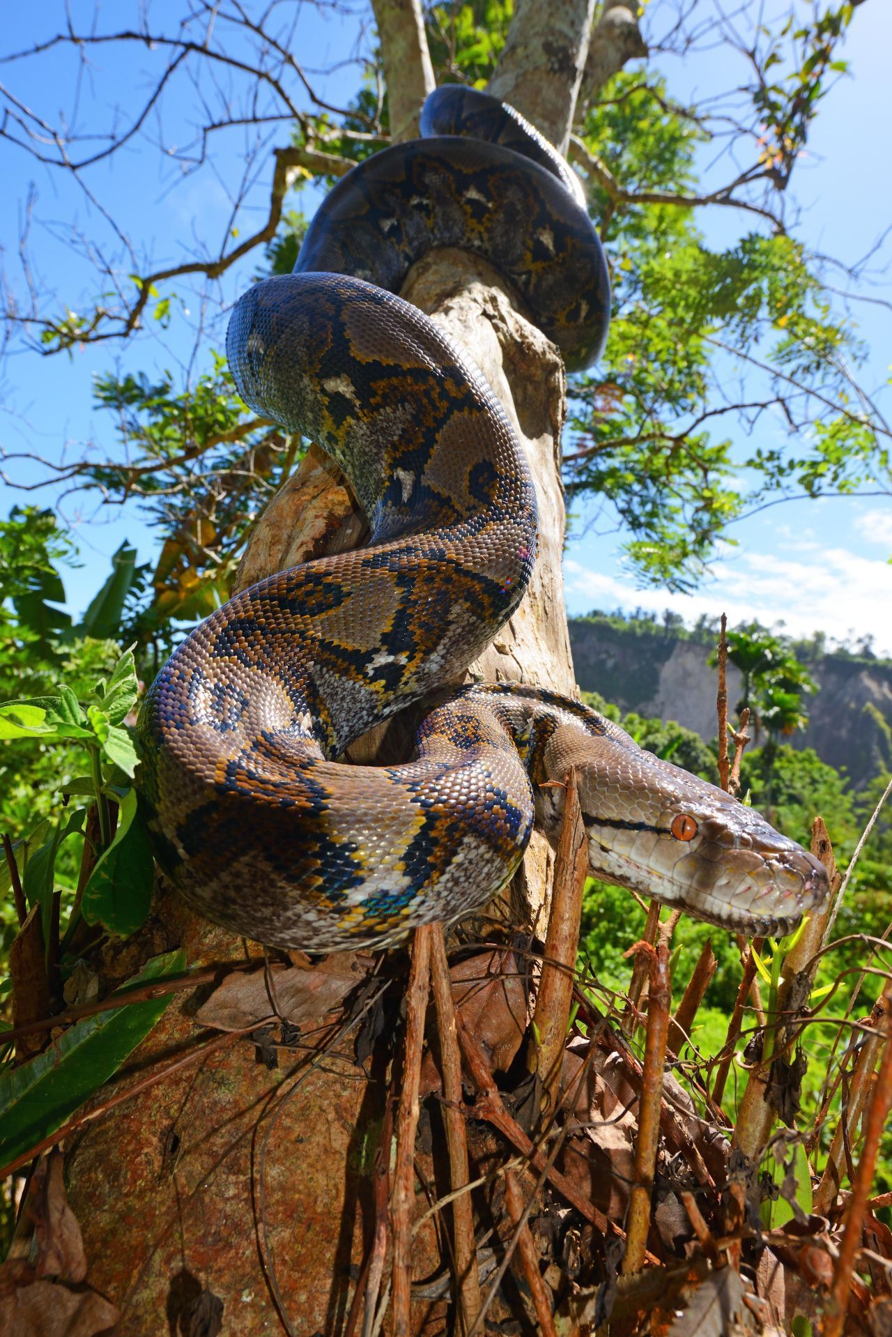 Der Netzpython lebt in den Regenwäldern Asiens. Es wurden schon Exemplare mit Längen von sieben Metern gemessen. Große Tiere können über 100 Kilo wiegen.