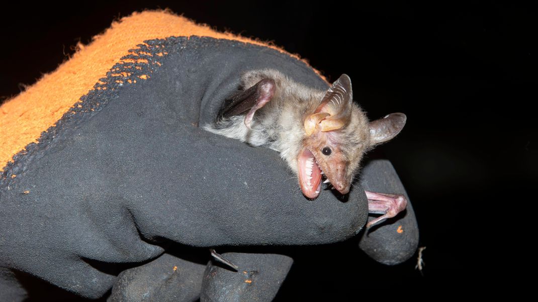 Fledermäuse können Tollwut übertragen. Einen Biss bemerkt man kaum, weil sie so kleine Zähne haben. Die Tiere sollte man daher nur mit dicken Handschuhen anfassen.