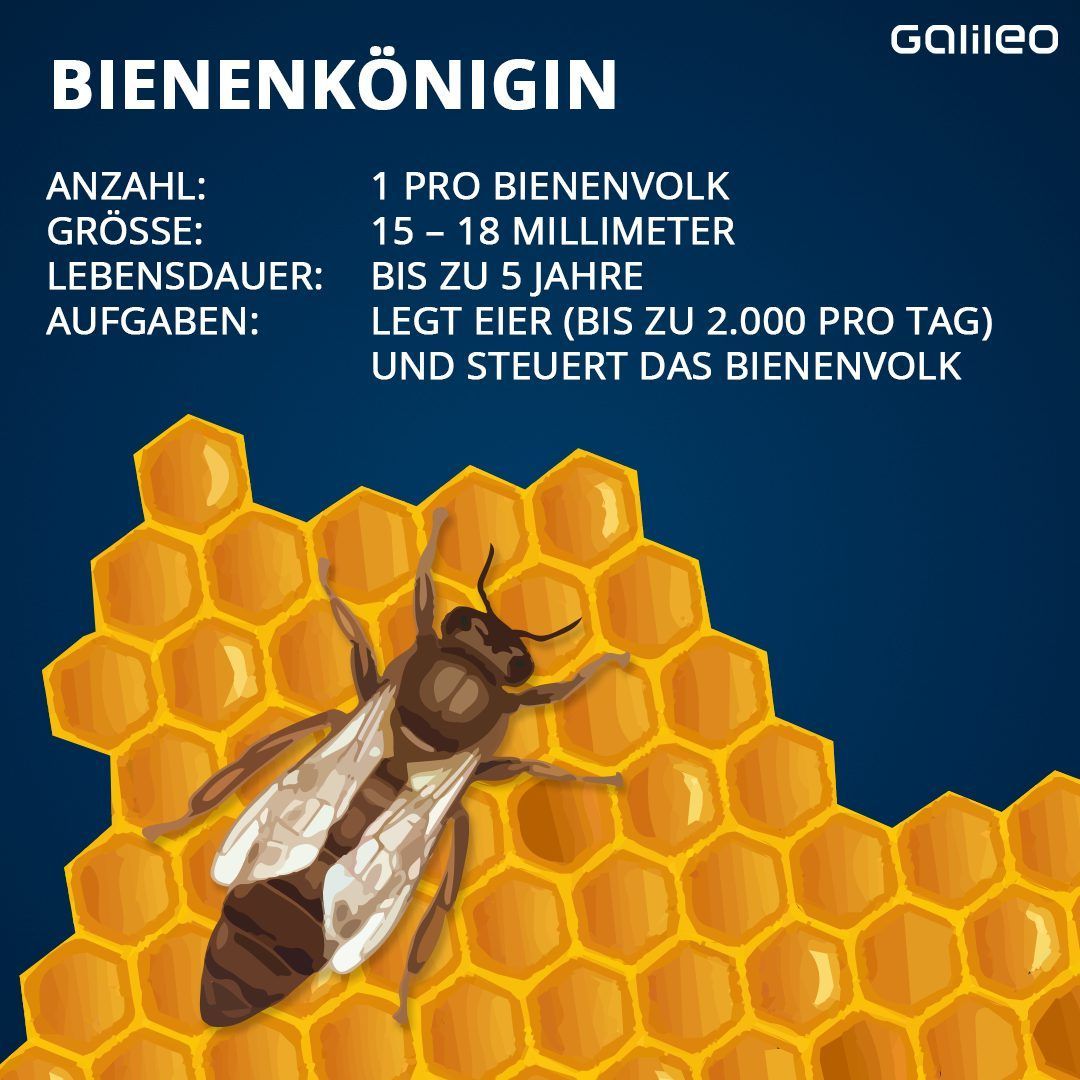 Die Bienenkönigin steuert das Bienenvolk.