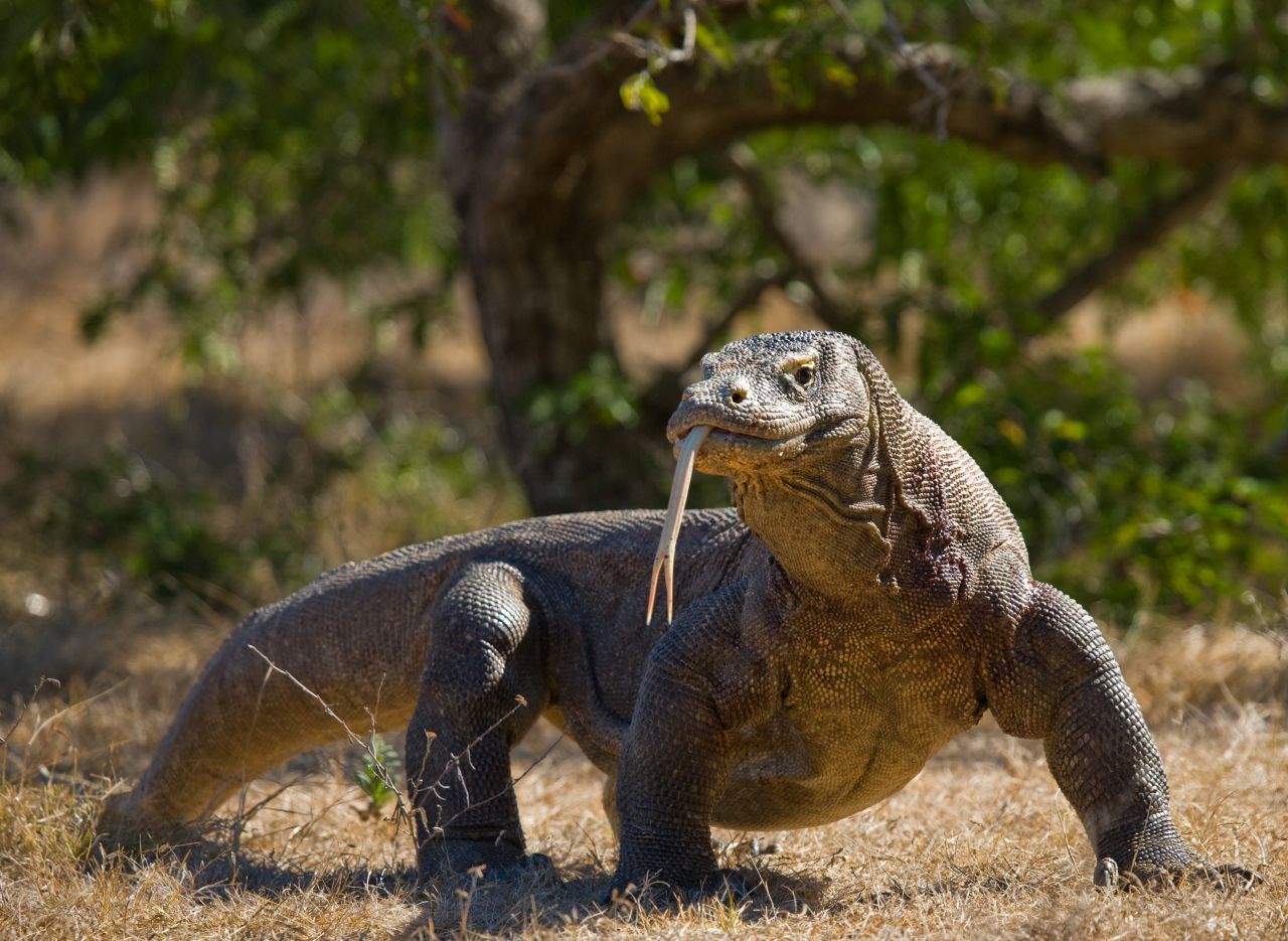 Auch den Komodowaran tat die Forschung lange als Mythos ab. 1912 wurde das urzeitlich anmutende Tier erstmals offiziell beschrieben. Die bis zu drei Meter langen Echsen leben nur auf bestimmten Inseln in Indonesien.