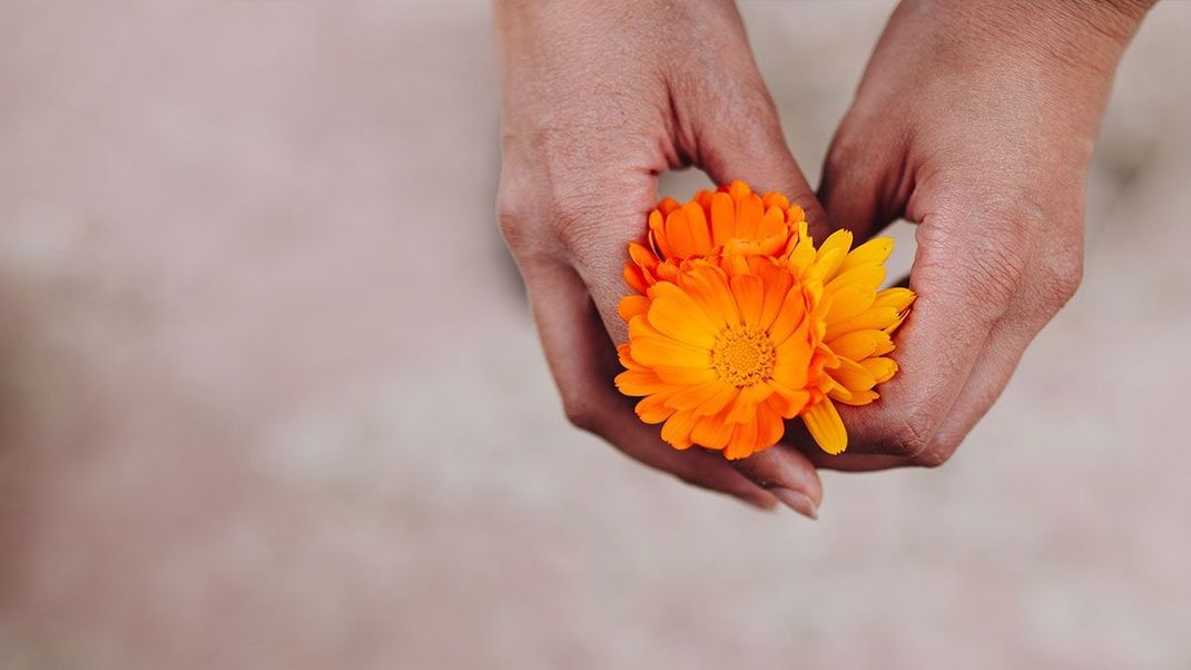 Entzündungshemmend und schmerzlindernd – die Ringelblume setzt nicht nur in heimischen Gärten einen schönen Farbklecks, sondern unterstützt auch die Haut bei der Wundheilung.