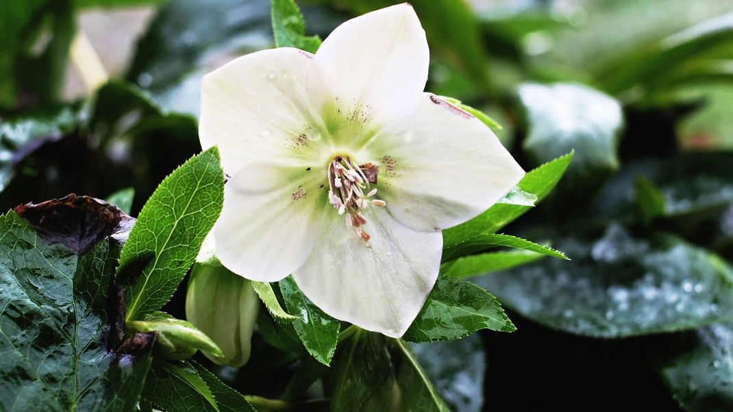 Zwar gedeiht die Christrose im Schatten ebenfalls, doch gerade während ihrer Blüte braucht sie auch Helligkeit.