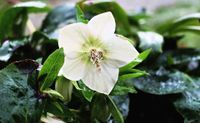 Gartengestaltung_2016_05_02_Christrose_Schmuckbild_pixabay