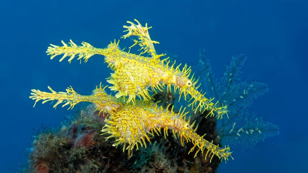 Sind das Fische oder Pflanzen? Diese gelben Schmuck-Geisterpfeifenfisch sind perfekt getarnt.