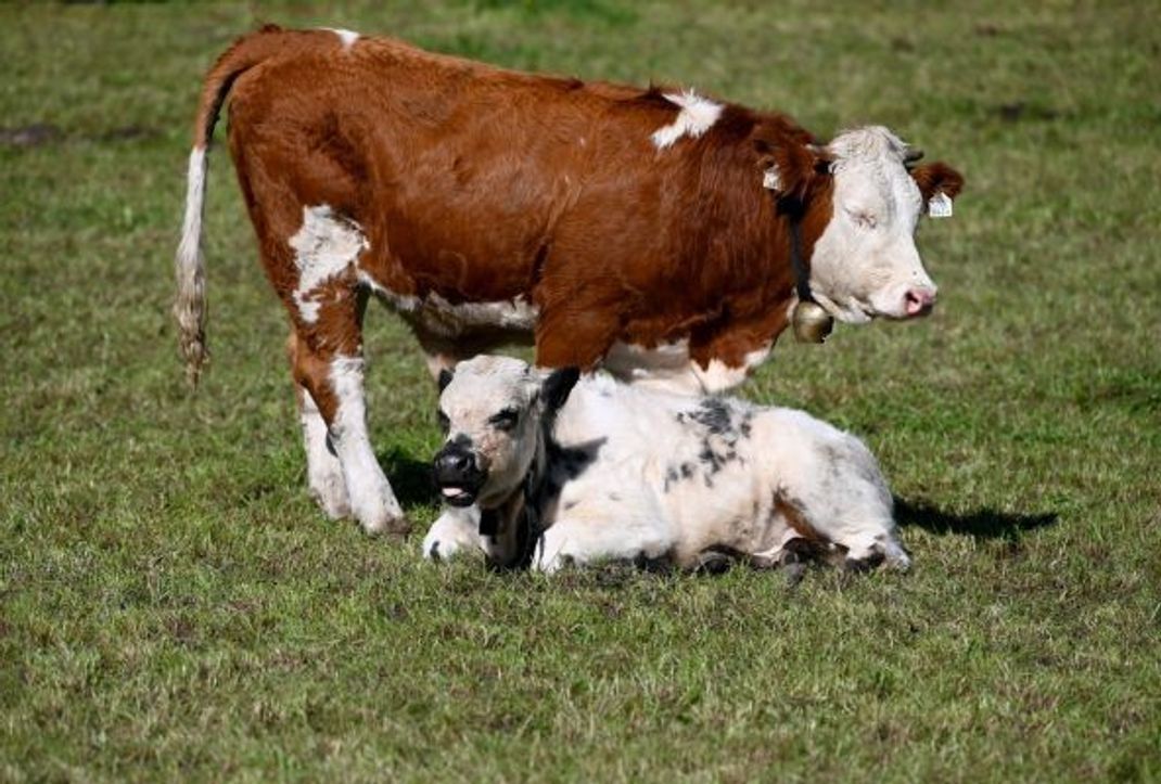 Besonders Kühe mit Kälbern reagieren empfindlich auf Störungen, Stress und Schreck-Situationen. Deshalb sollten Wandernde einen großen Bogen um solch ein tierisches Familien-Idyll machen, und die Rinder in Ruhe lassen.