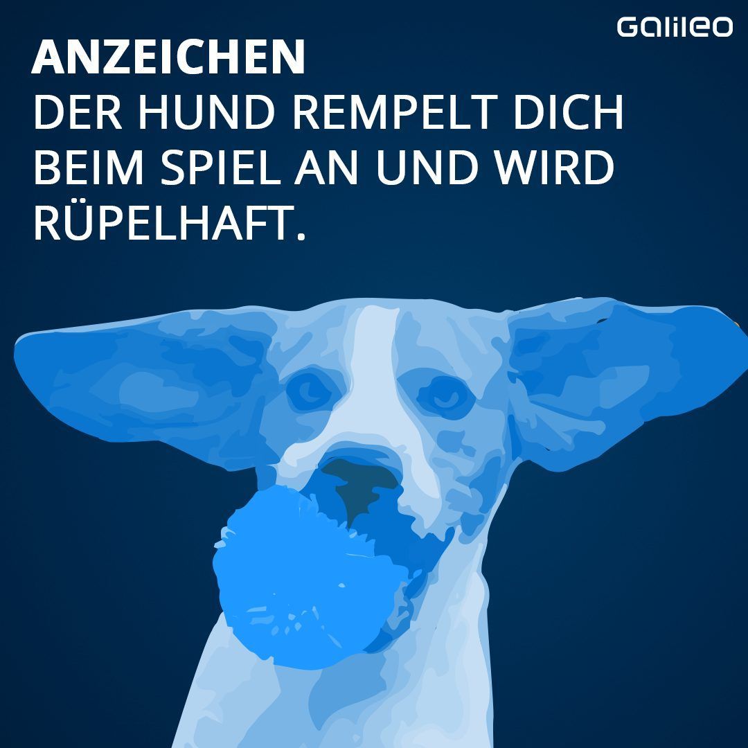 Voll verpeilt! Wenn Hunde in die Pubertät kommen