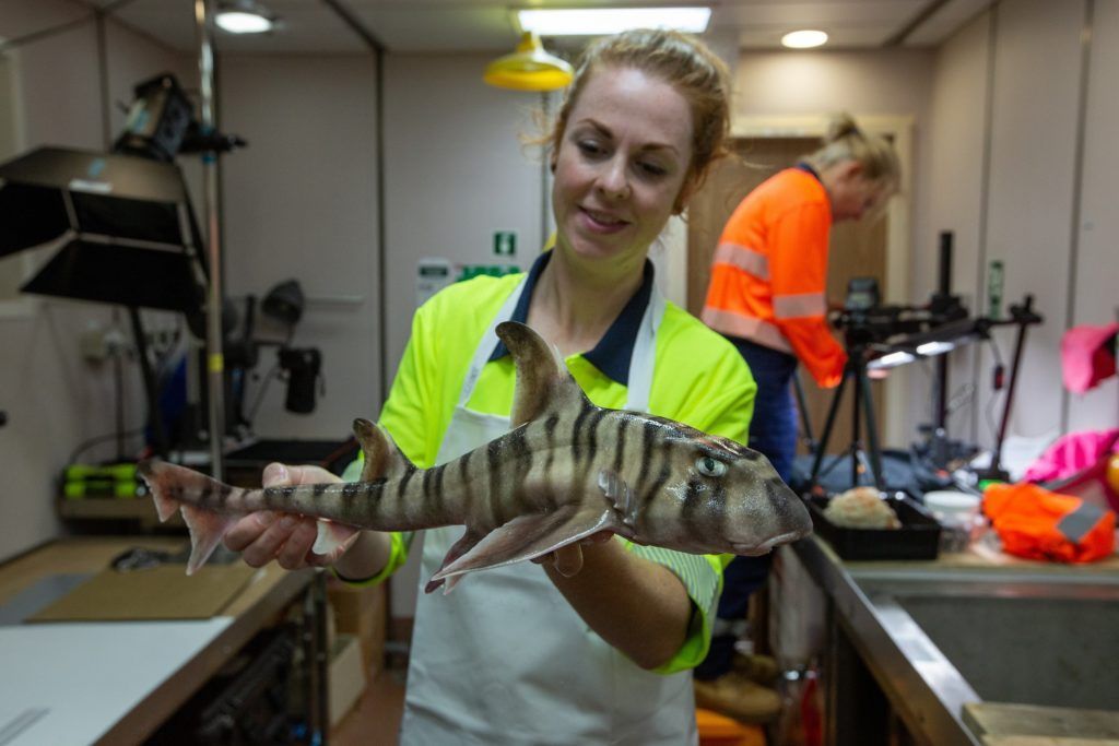 Im Dezember 2022 entdeckte ein Team von Wissenschaftler:innen der CSIRO hat eine neue Hai-Art. Dieser kleine, auffällige gestreifte Hornhai kommt nur in Australien vor. Zwar sind Hornhaie der Wissenschaft schon seit längerem bekannt, jedoch wurde diese neue Art von der Wissenschaft noch nicht beschrieben Im Gegensatz zu anderen Hornhaien lebt die neue Art in einer Wassertiefe von über 150 Metern.