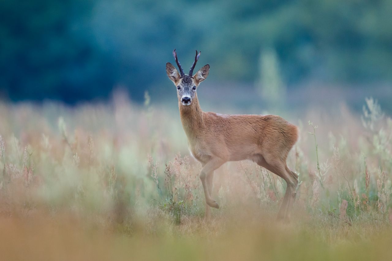 Es gibt drei Unterarten von Rehwild: das europäische, sibirische und mandschurische Reh. Je nach Jahreszeit wechselt das Wild seine Fellfarbe.