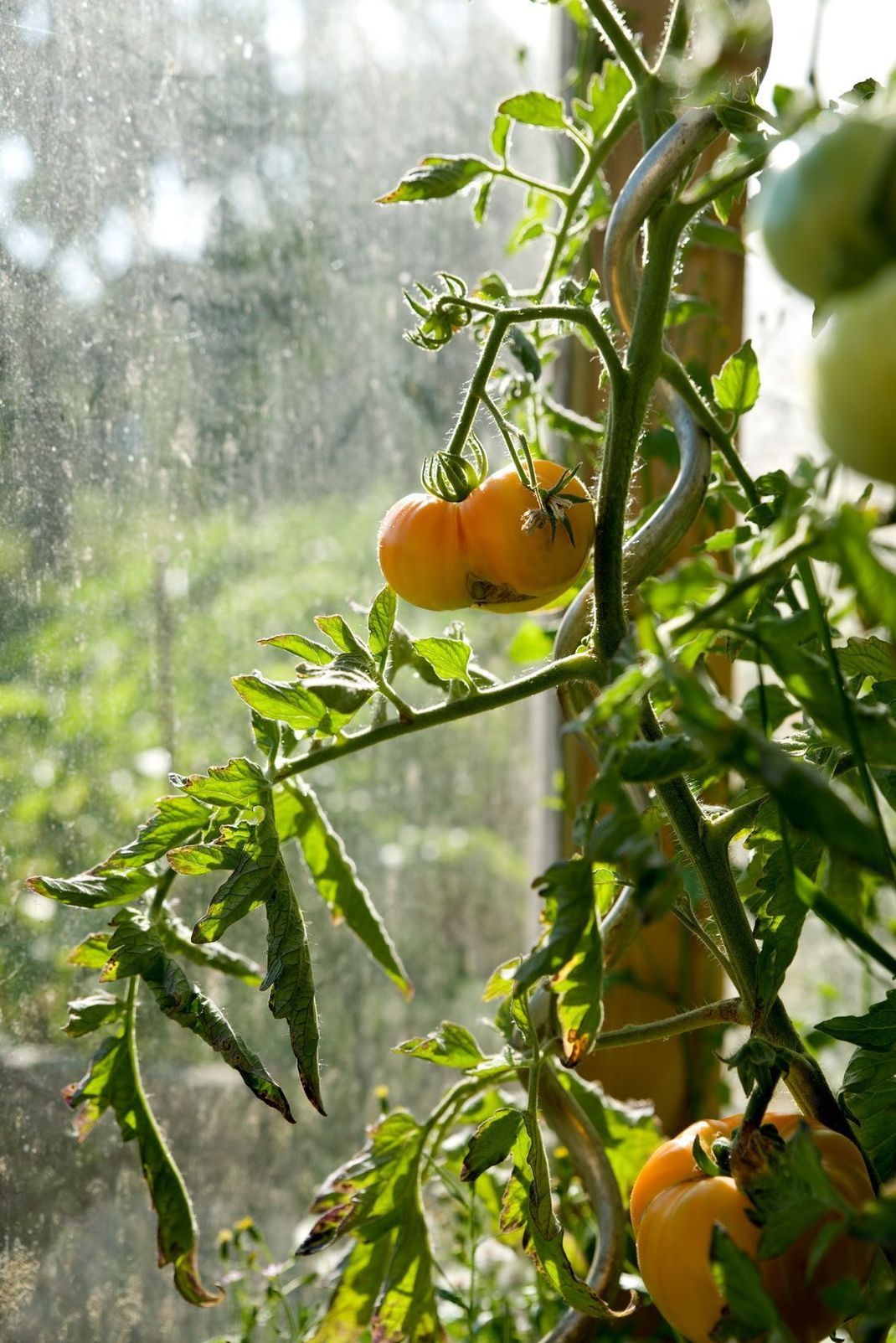 Haben die Tomaten ein Dach über dem Kopf, können Sie Ihnen beim Rotwerden praktisch zusehen.