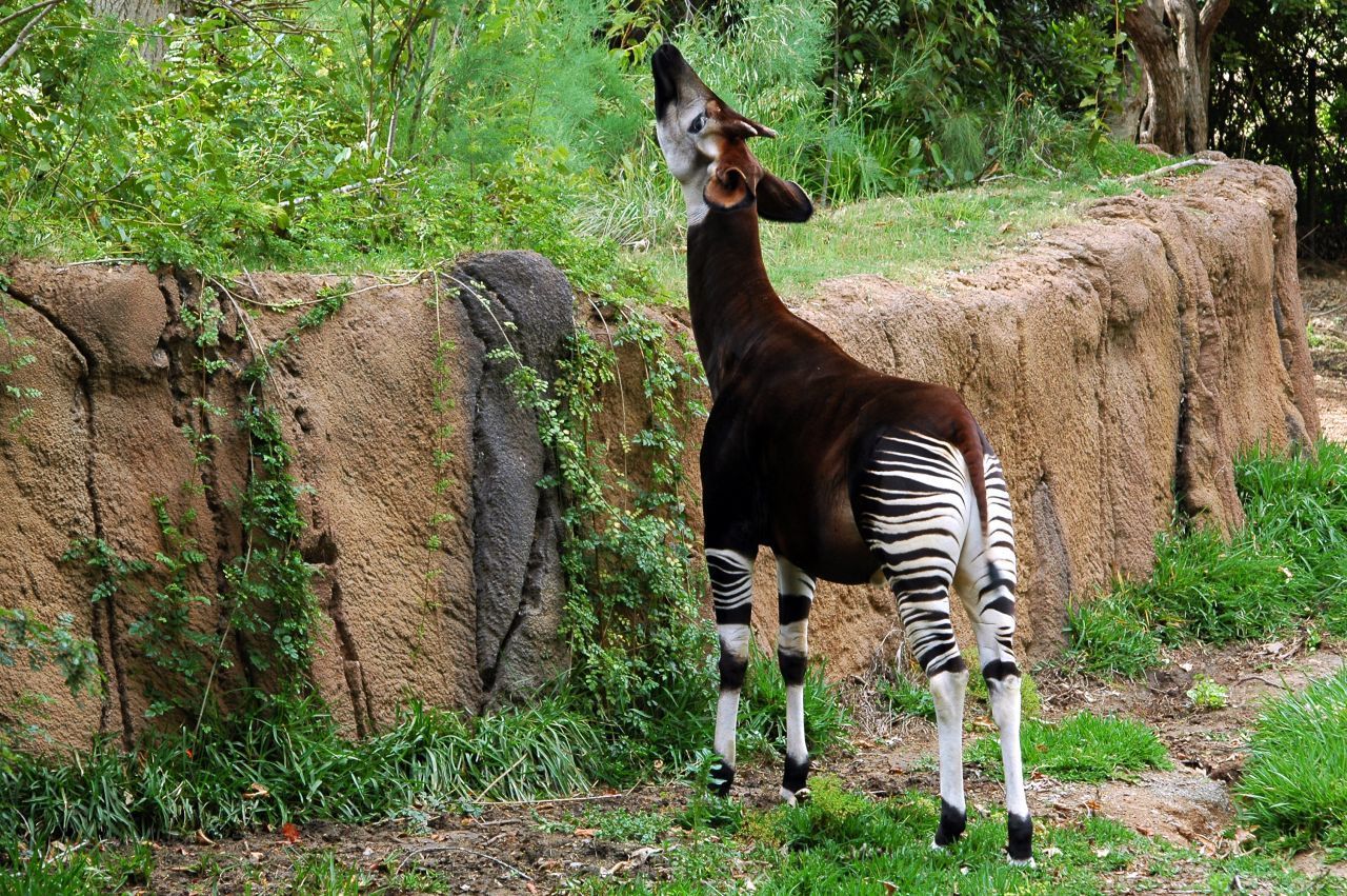 Das Okapi galt lange als Mythos: Bei den Ituri-Pygmäen wurde es als Waldesel beschrieben. Die Wissenschaft ging von einem Fabeltier aus, bis 1901 das erste Exemplar gefangen wurde. 