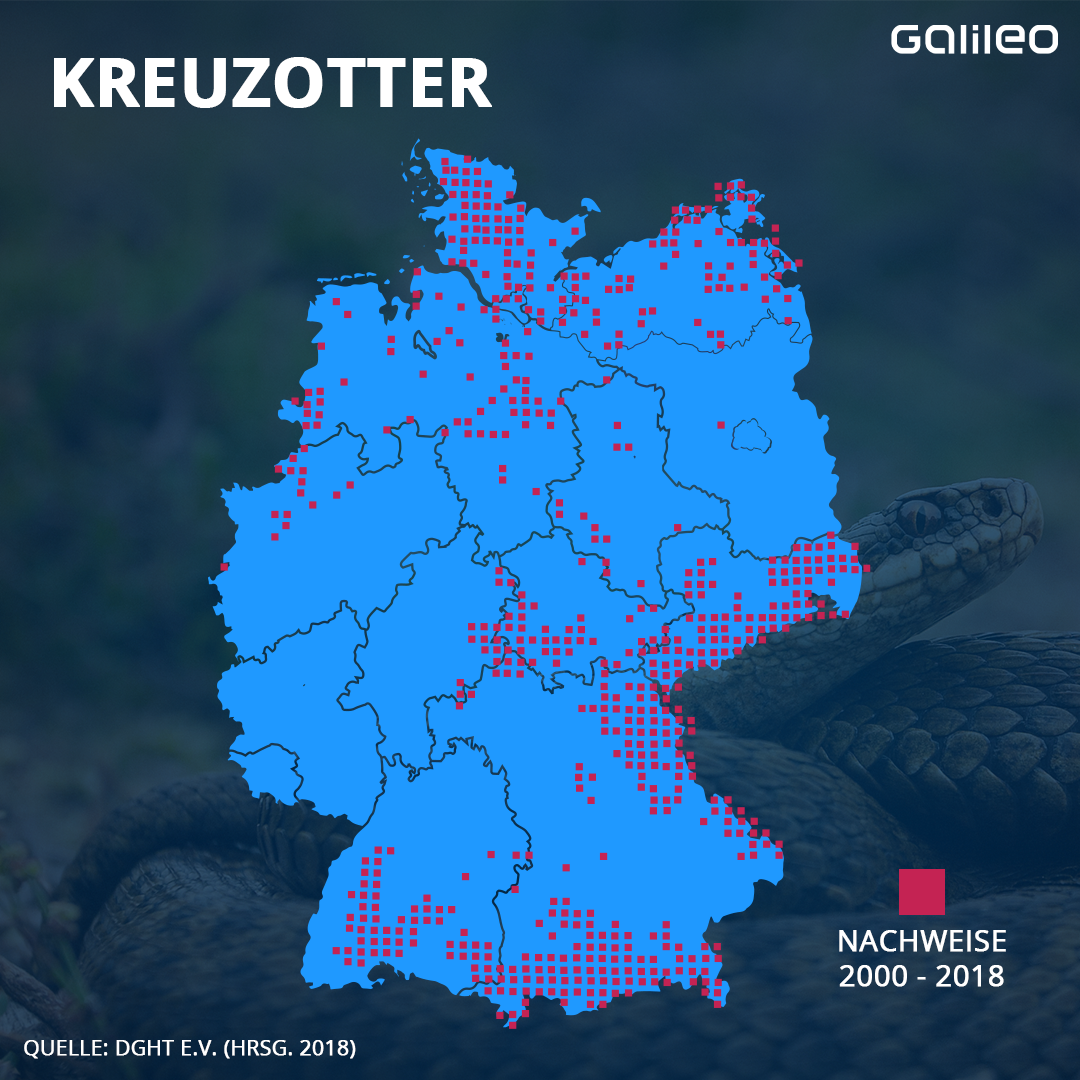 Hier ist die Kreuzotter verbreitet.