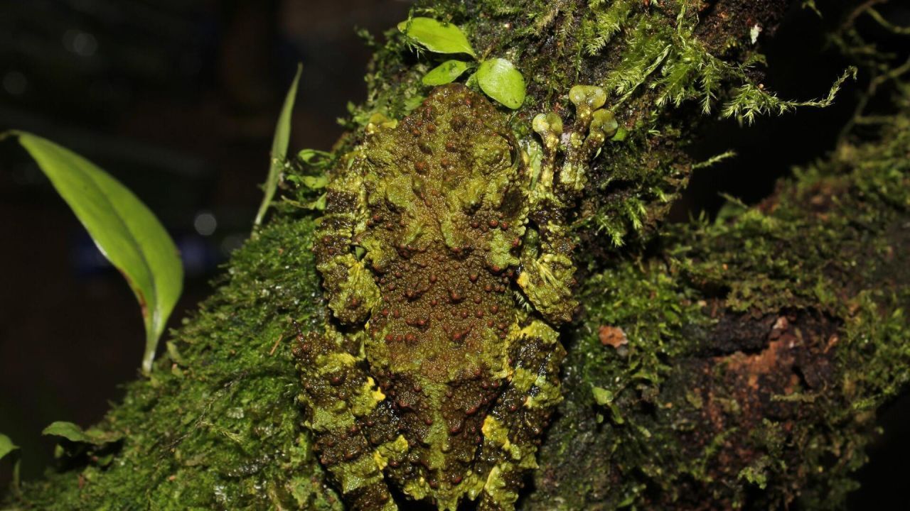 Die Frosch-Art Theloderma khoii blieb dank seiner moos-gleichen Hautstruktur im dichten Dschungel bisher unentdeckt. 2022 enttarnten ihn Forschende in Vietnam.