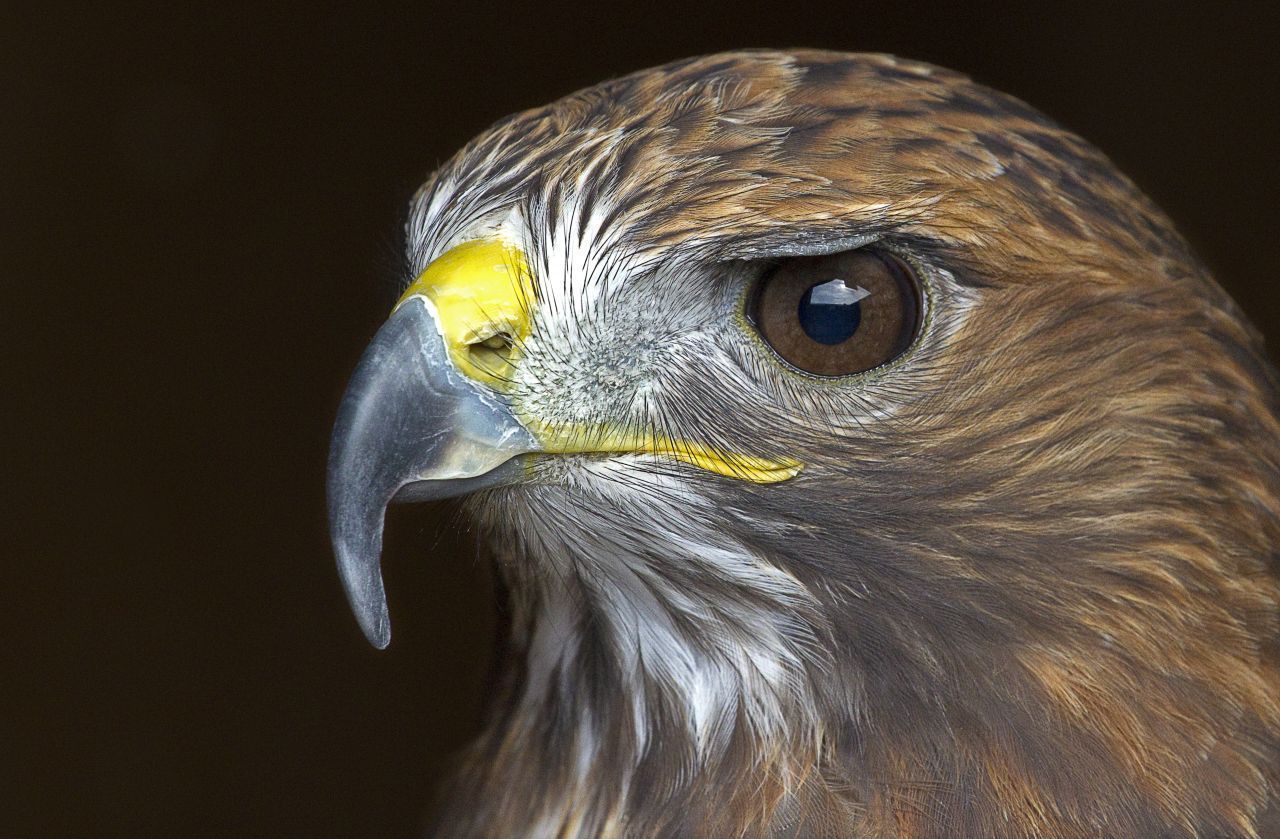 Da Adler kaum natürliche Feinde haben, ist ihr Sehvermögen auf die Jagd ausgelegt. Die "Könige der Lüfte" sind in der Lage, ihre Beute aus einer Distanz von bis zu 3 Kilometern zu erkennen. Um wie mit "Adleraugen" sehen zu können, bräuchten wir ein Fernglas mit 7-facher Vergrößerung.