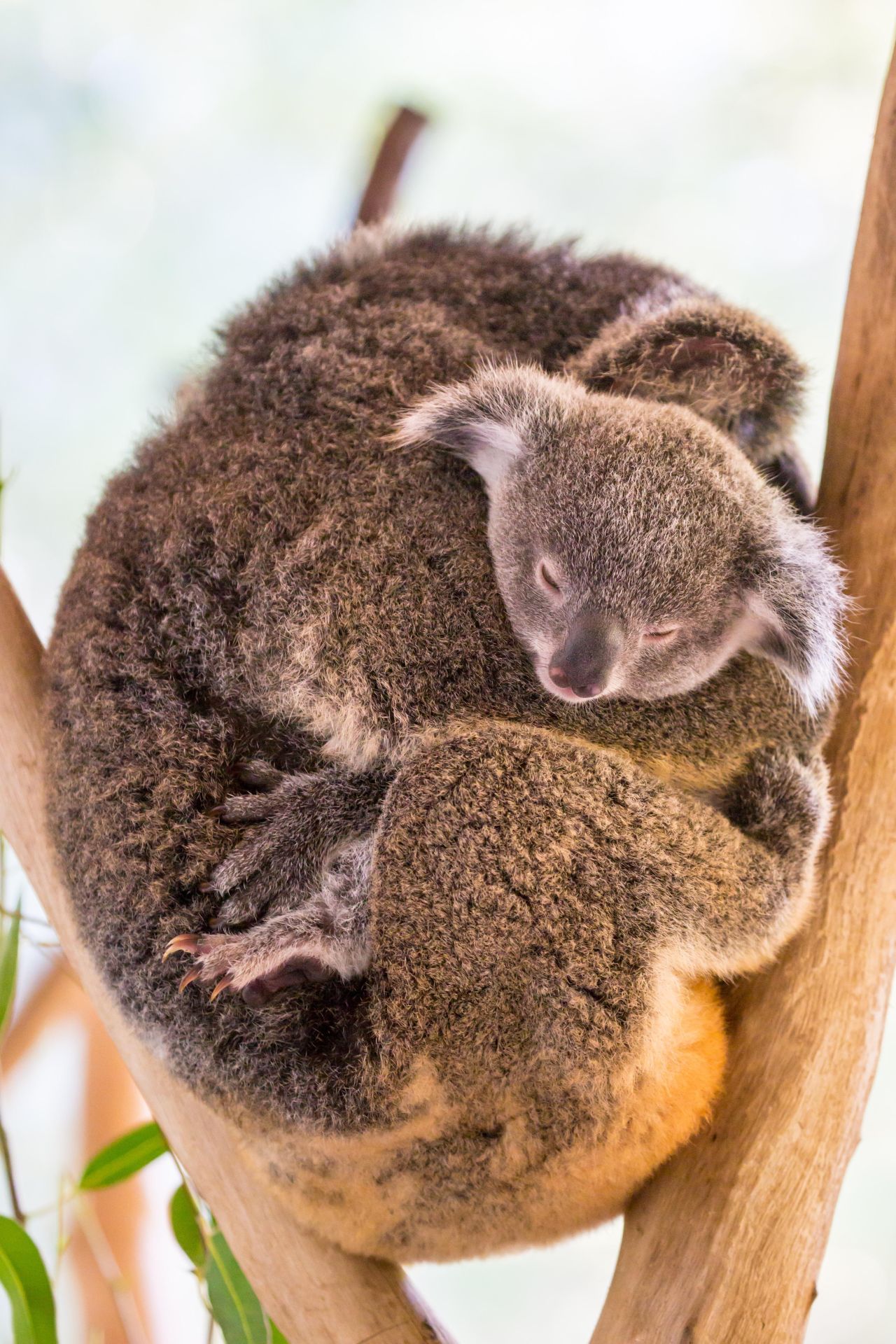 Koala-Mutter gemeinsam mit ihrem "Joey".