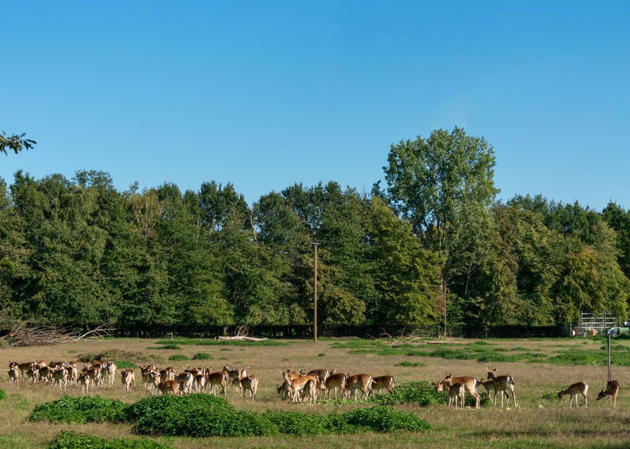 Hübsche Hinterteile! Rehe, Rinder und Hirsche richten ihren Körper wie eine Kompassnadel in Nord-Süd-Richtung aus. Studien zeigen: Stromleitungen in der Nähe bringen die Ausrichtung durcheinander.