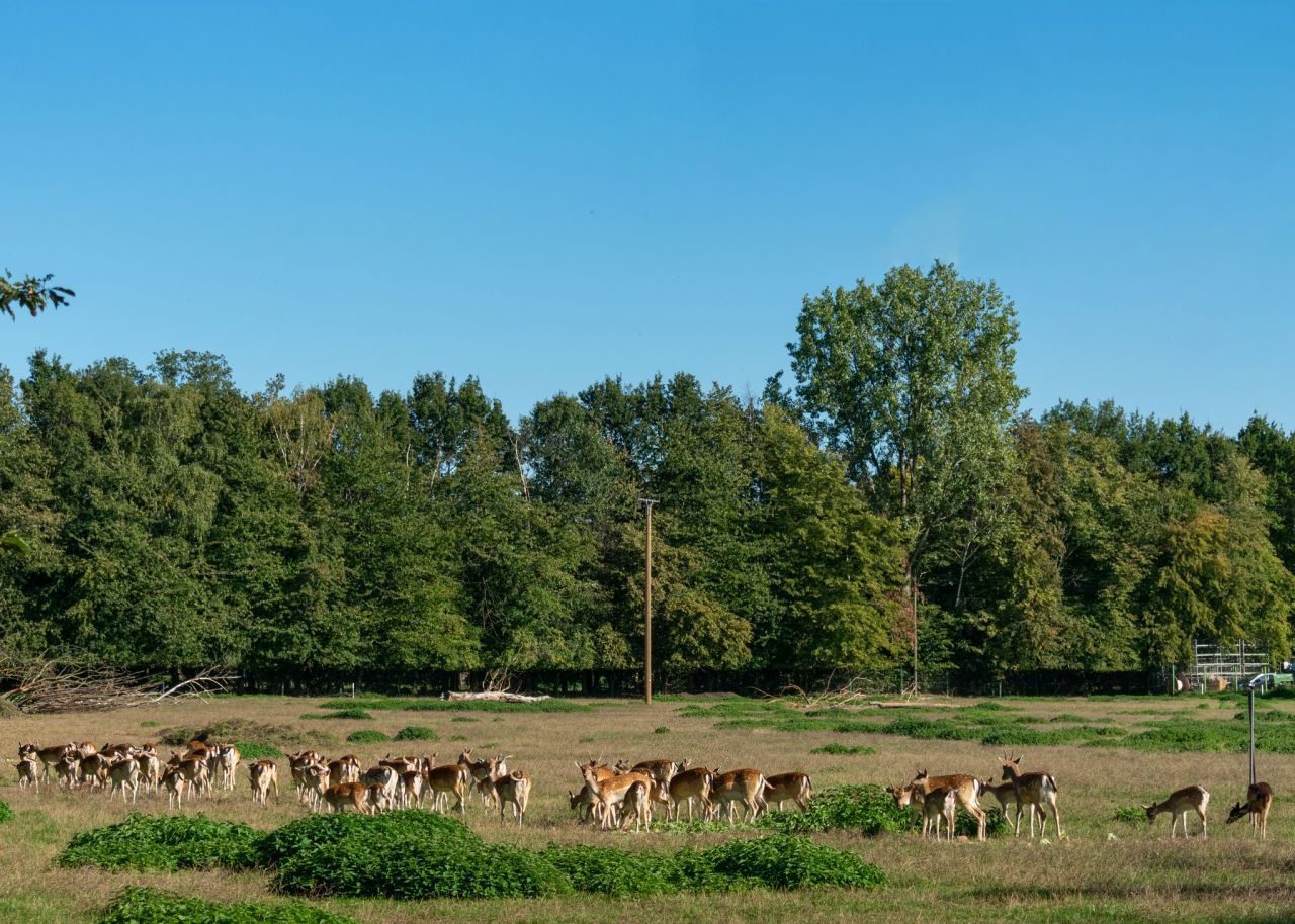 Hübsche Hinterteile! Rehe, Rinder und Hirsche richten ihren Körper wie eine Kompassnadel in Nord-Süd-Richtung aus. Studien zeigen: Stromleitungen in der Nähe bringen die Ausrichtung durcheinander.