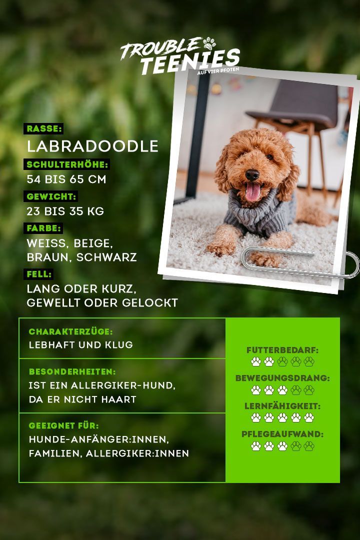 Verspielt, gehorsam und kinderlieb: Das ist der Labradoodle