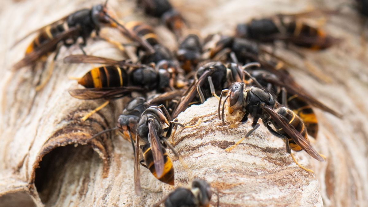 Asiatische Hornissen sind in Deutschland nicht mehr auszurotten. Die invasive Art bleibt aber laut Experten weiter gefährlich.