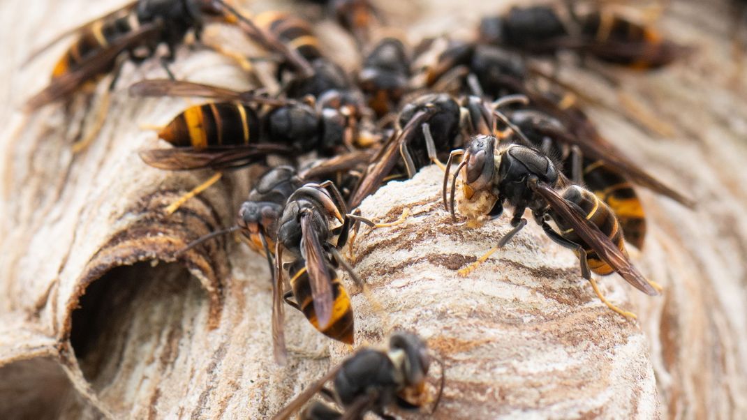 Asiatische Hornissen sitzen im hessischen Maintal auf ihrem Nest.
