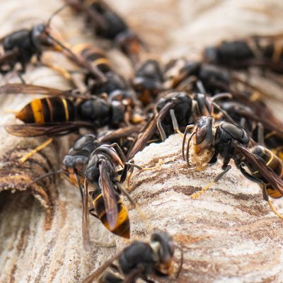 Asiatische Hornissen sind in Deutschland nicht mehr auszurotten. Die invasive Art bleibt aber laut Experten weiter gefährlich.