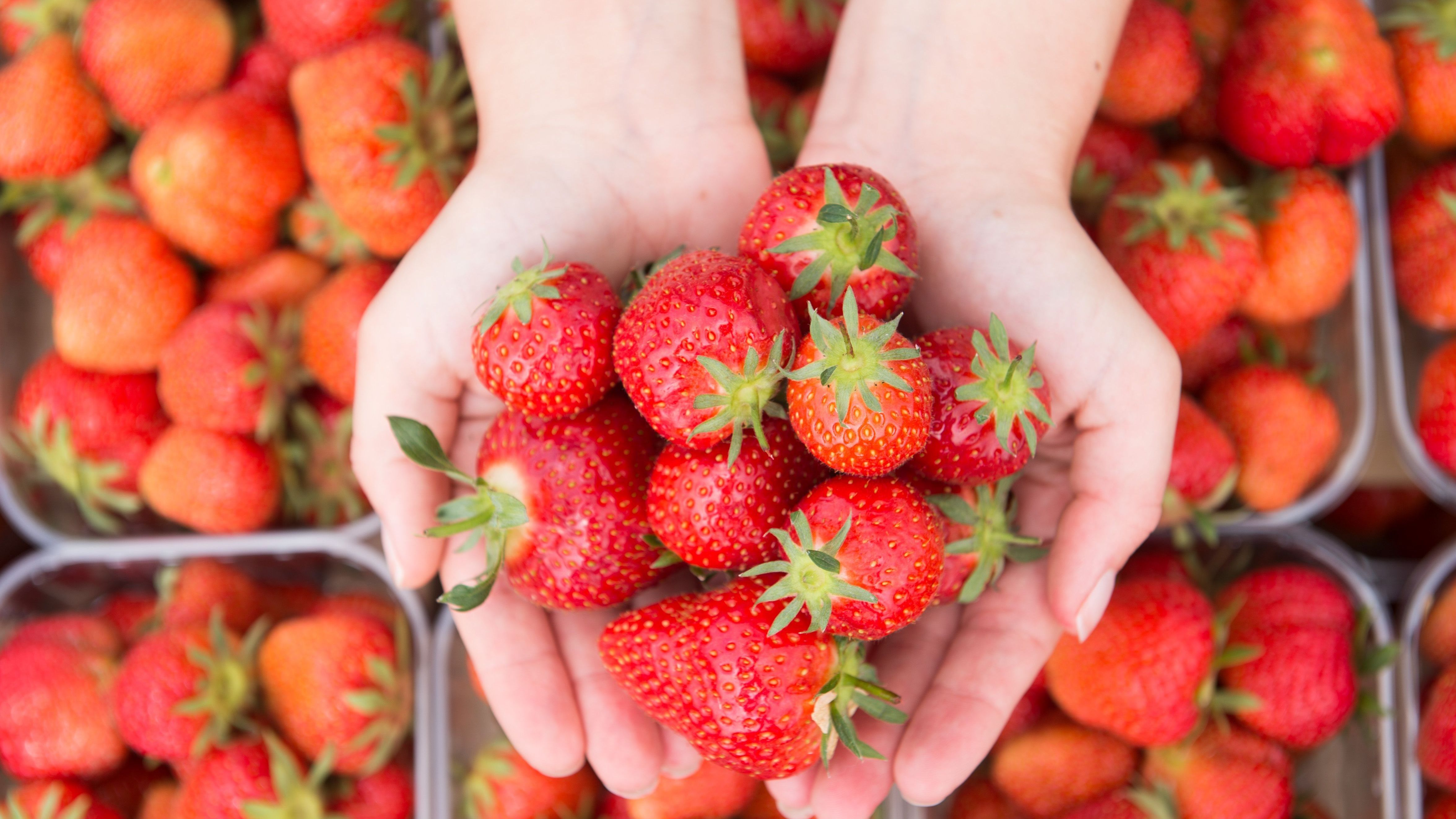 Pestizide und schlechte Ökobilanz vermiesen frühe Erdbeeren