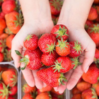 Pestizide und schlechte Ökobilanz vermiesen frühe Erdbeeren