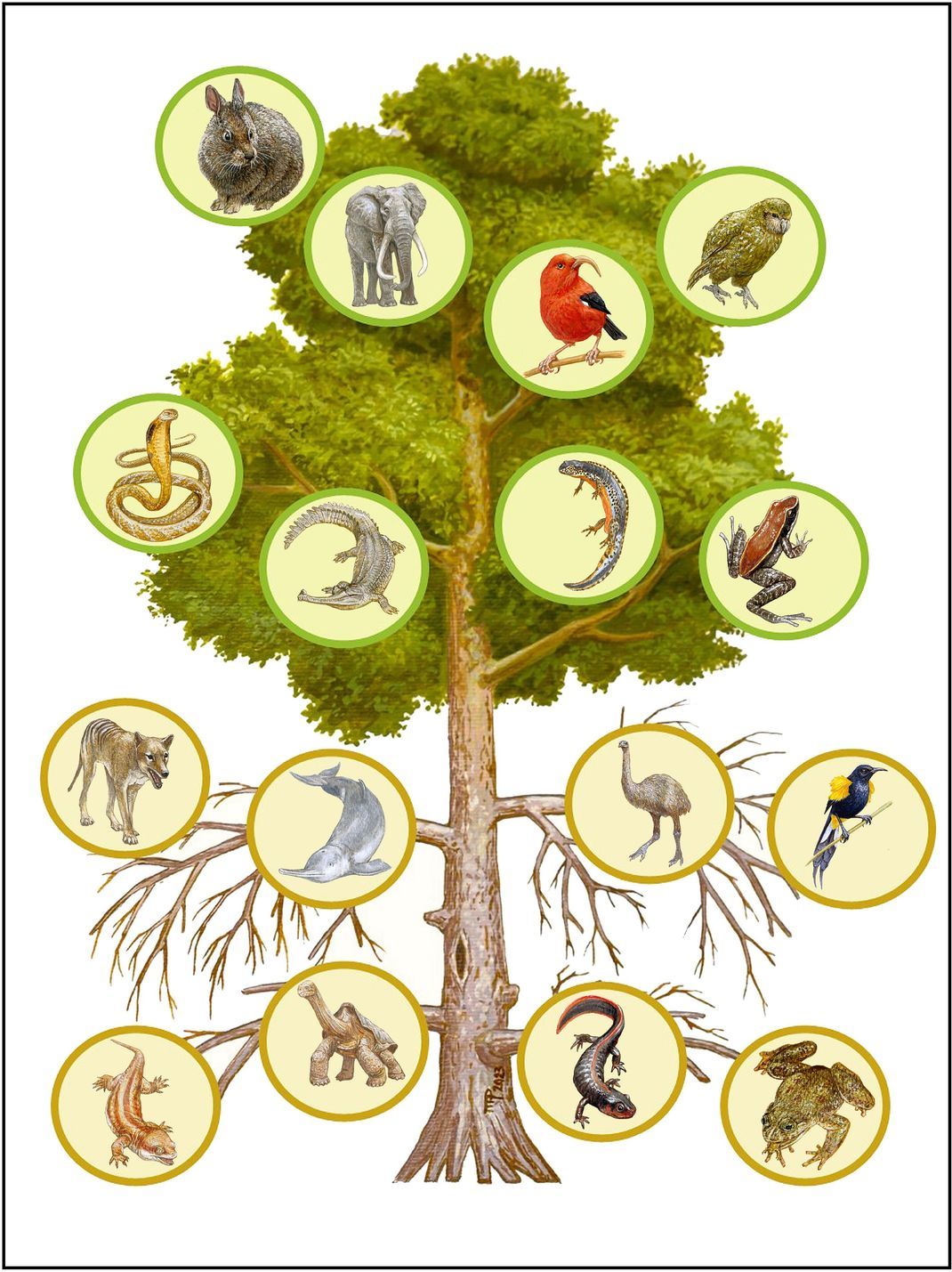 "Mutilation of the tree of life via mass extinction of animal genera" - Die "Verstümmelung des Lebensbaums" durch Massensterben.