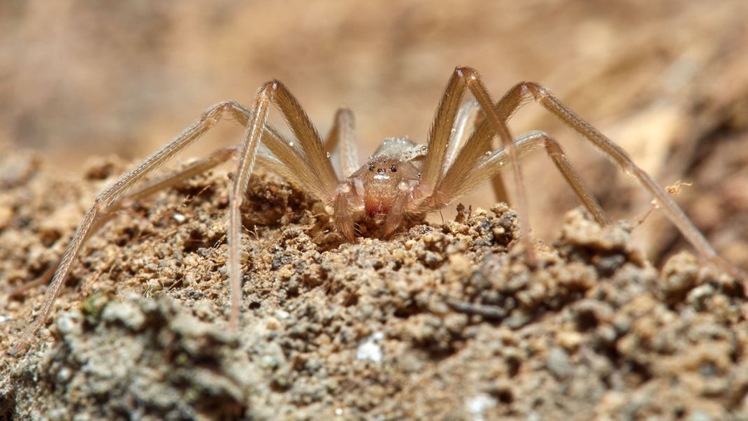 Die tödliche "chilenische Winkelspinne" (Spinnengattung Loxosceles) sorgt für Unruhe in Deutschland.