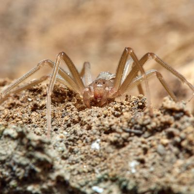  "chilenische Winkelspinne" (Spinnengattung Loxosceles) 