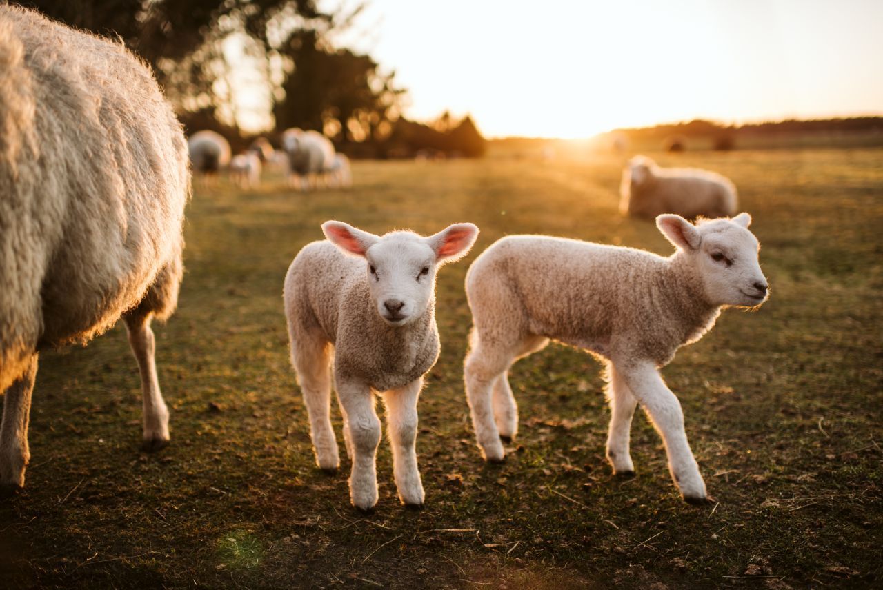 Oh, sind die flauschig - darf man die Schaf-Babys streicheln?