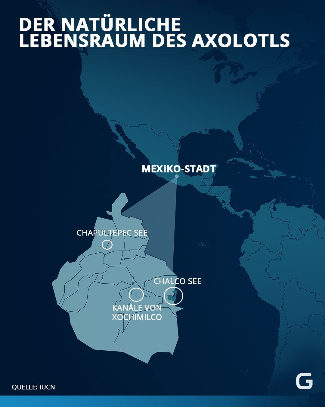 Der Axolotl kommt in der Natur in Mexiko-Stadt vor
