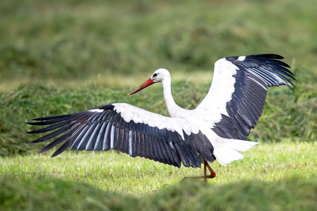 Störche sind ebenfalls Zugvögel und ziehen aus Nordeuropa und Teilen Osteuropas in den Süden, insbesondere nach Afrika.