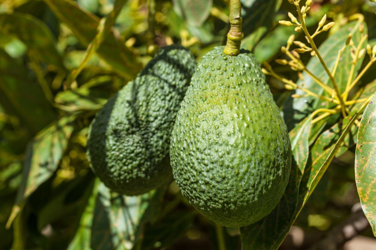 Avocados wachsen an Bäumen. Sie bestäuben sich nicht selbst, sondern brauchen einen anderen Avocado-Baum in ihrer Nähe.