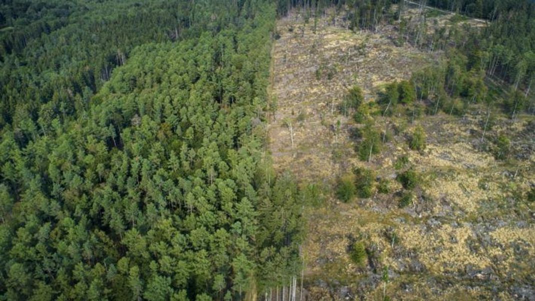 Aus der Luft betrachtet: Der deutsche Wald ist in einem schlechten Zustand.