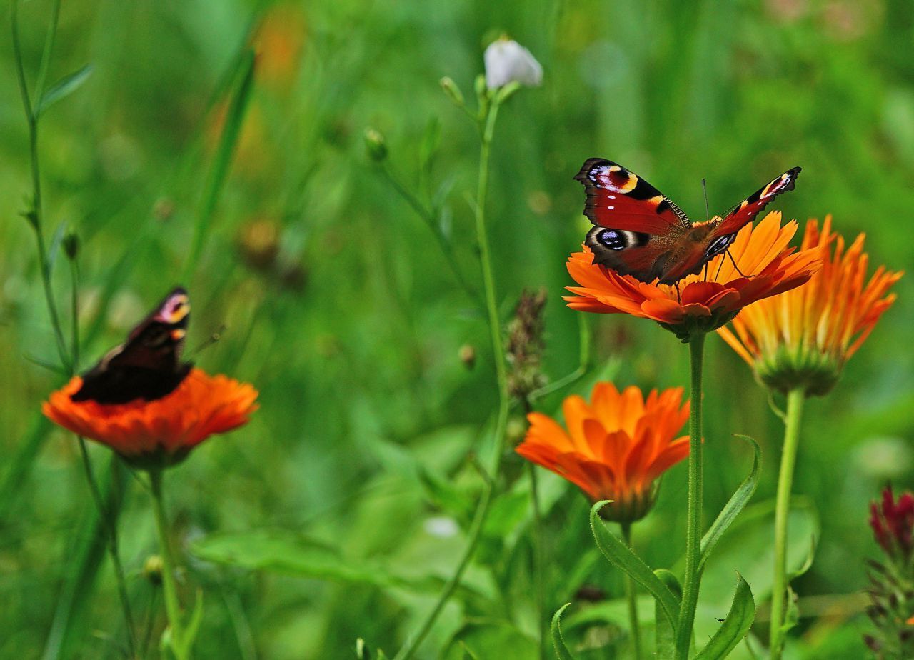 Öffnen Ringelblumen ihre Blüten nicht zwischen sieben und neun Uhr morgens, stehen die Zeichen auf Regentag. Öffnen sie sich ganz, wird es in den nächsten vier Stunden nicht regnen.