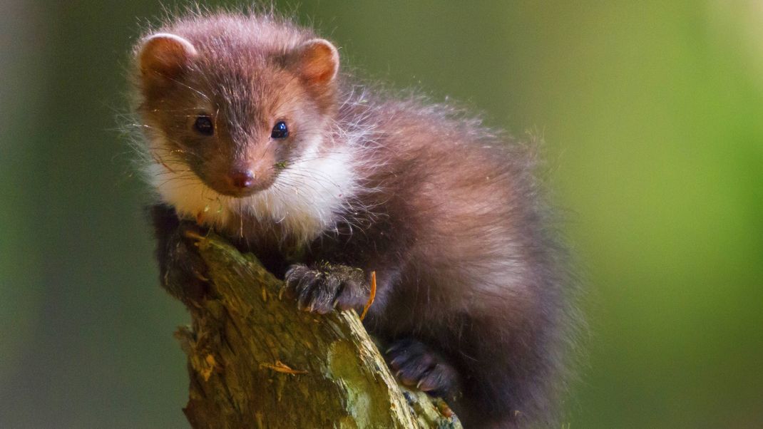 Ein junger Steinmarder: Die Tiere werden schon nach wenigen Monaten selbstständig.