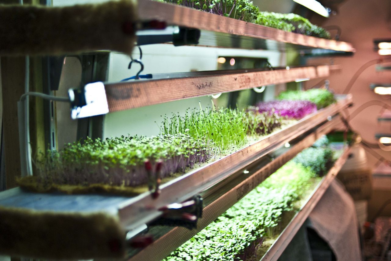 Der moderne Acker´: Indoor-Farmer bauen Lebensmittel in Gebäuden an.