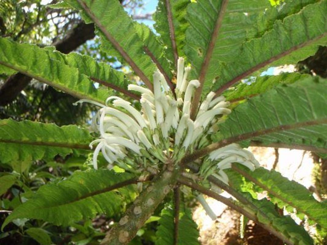 Einzigartige Schönheit: In einer Schlucht auf Maui wuchs nur ein Exemplar der Cyanea heluensis.