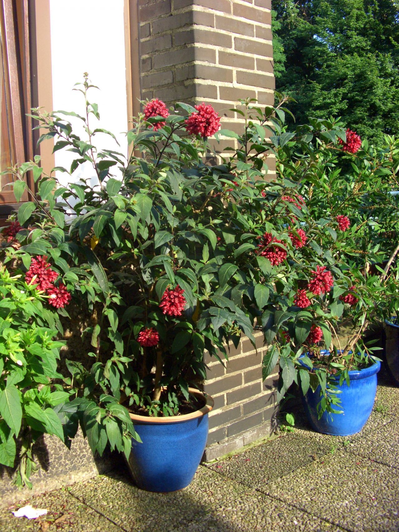 Kälteempfindliche Topfpflanzen solltest du erst ins Freie stellen, wenn es warm genug ist, also dauerhaft mindestens 10 °C.