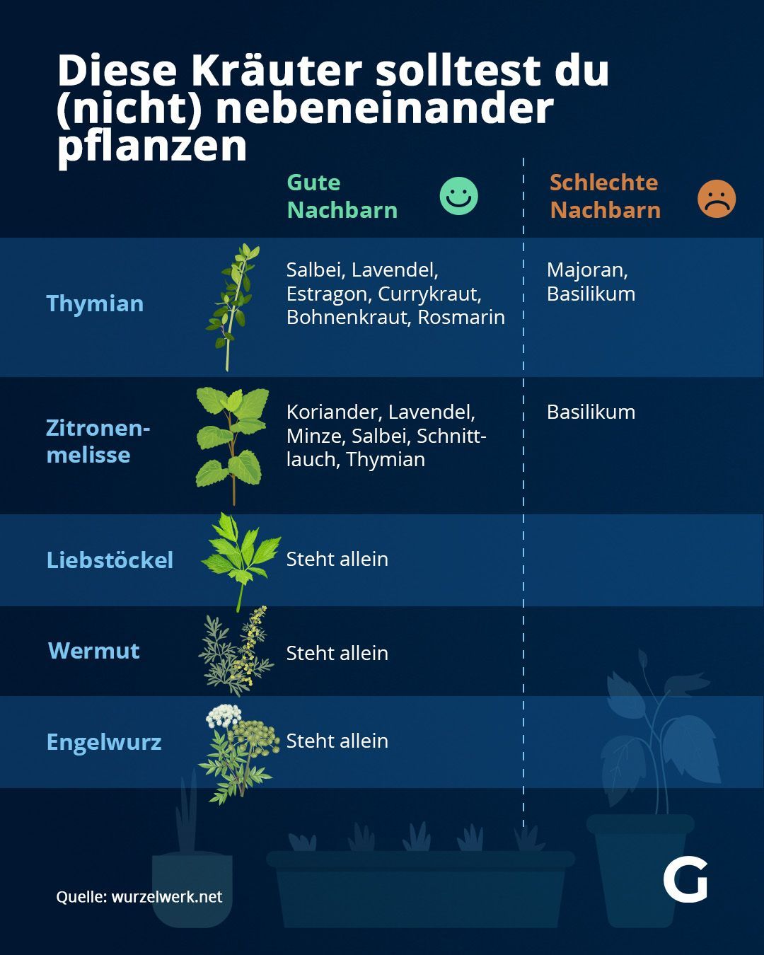 Diese Kräuter solltest du (nicht) nebeneinander pflanzen