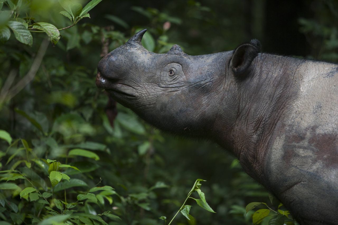 Vom Sumatra-Nashorn gibt es nach WWF-Schätzungen nicht einmal mehr 80 Exemplare in Indonesien. Der Lebensraum der Tiere schwindet, weil viel Wald für Palmöl-Plantagen, Papierproduktion und Bergbau gerodet wird.
