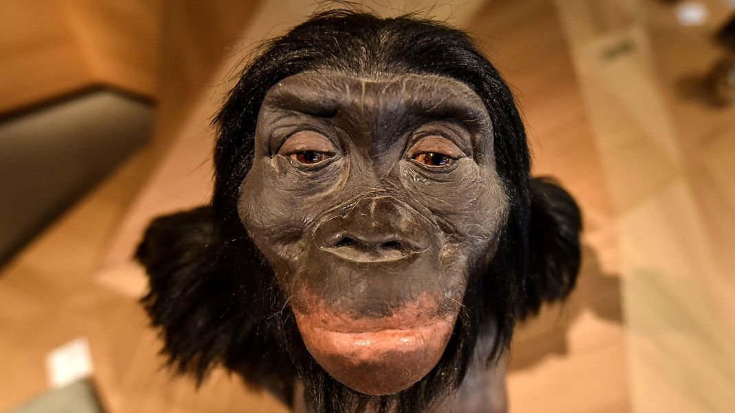 So sah Lucy (vielleicht) aus: eine rekonstruierte " Lucy" im Neanderthal-Museum in Mettmann.