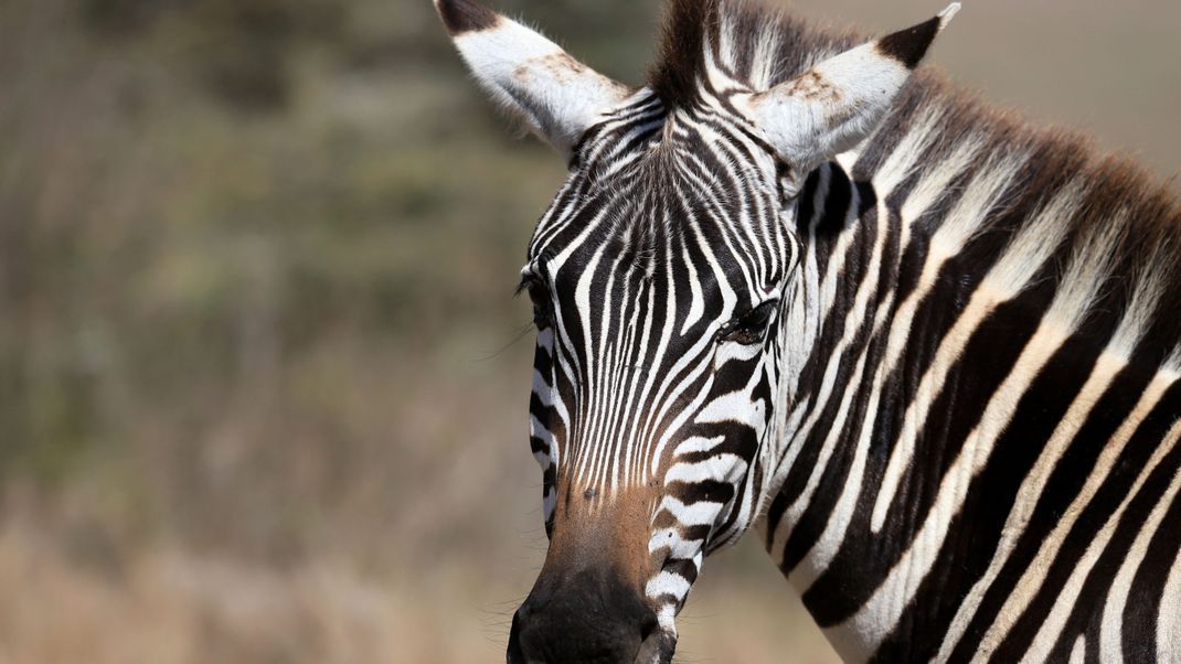 KENYA-ANIMALS/