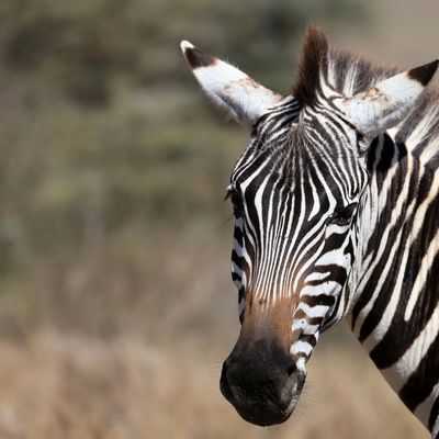 KENYA-ANIMALS/