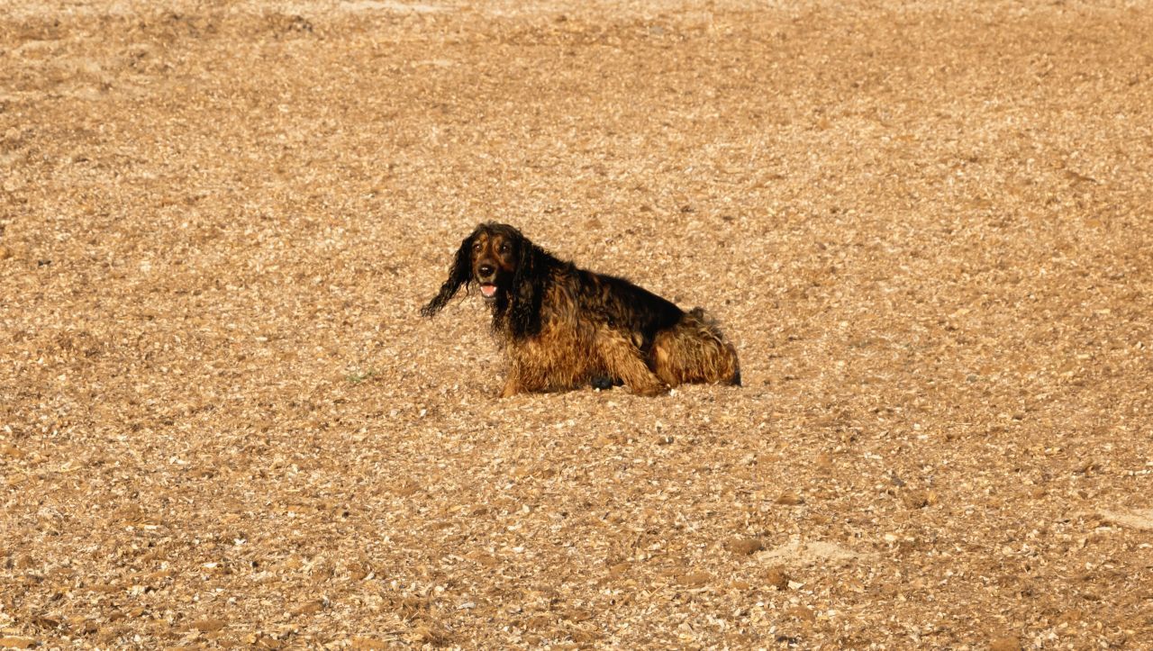 Traditionell nutzen die Bauern die abgestorbenen Reste als Einstreu für ihre Tierställe. In der alten Medizin diente Neptun-Gras aufgrund seiner antibakteriellen Wirkung als Wundheilmittel. Getrocknet und gepresst kommt es heute in Spanien sogar als Isolierung im ökologischen Hausbau zum Einsatz.