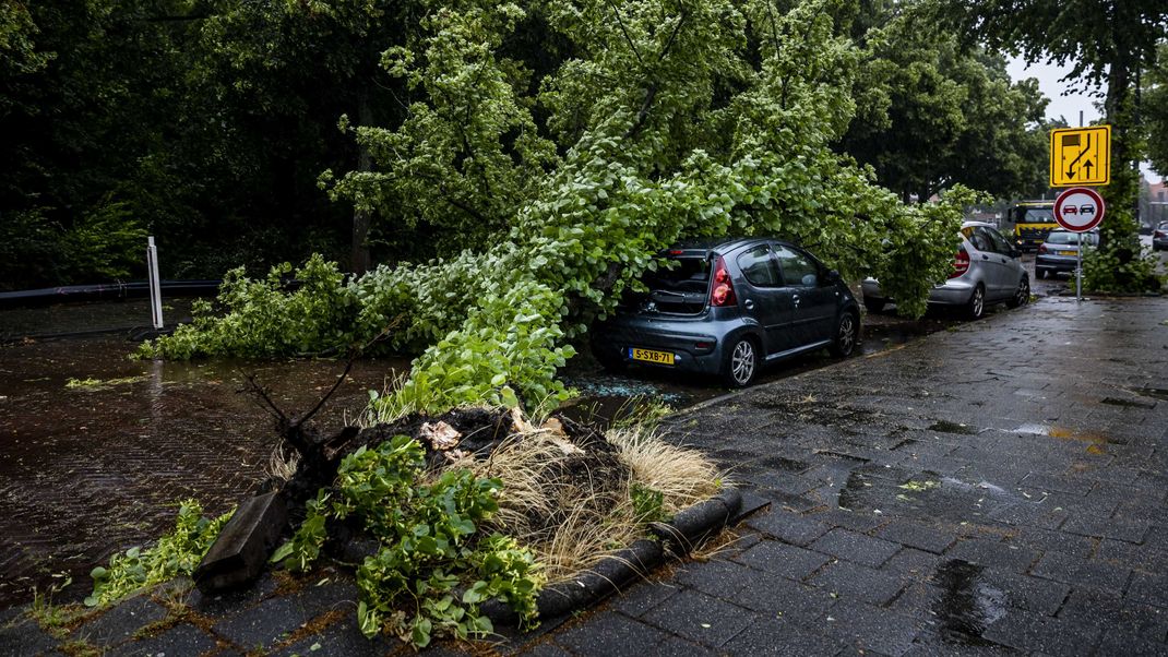 In den Niederlanden stürzte ein Baum auf ein Auto, die Insassin starb.