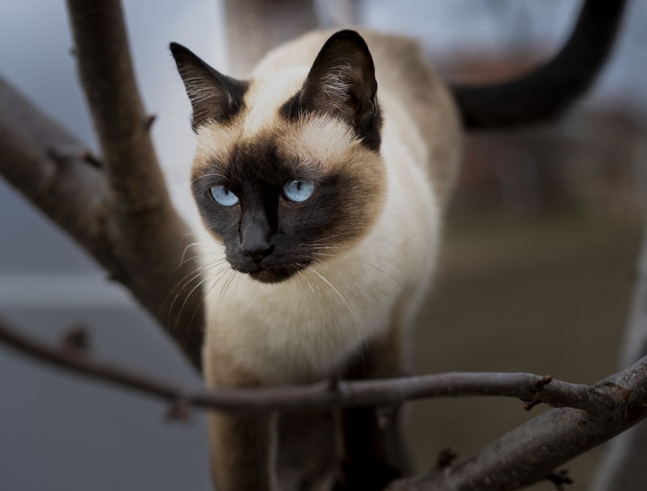 Die Siamkatze stammt aus Siam, dem heutigen Thailand. Die früher heilige Tempel-Katze landete Ende des 19. Jahrhunderts in England und kam von dort zu uns. Ihre helle Farbe beruht auf einem Gendefekt namens Akromelanismus. Dieser Defekt ruft Teilalbinos hervor. Die Siamkatze ist eine richtige Plaudertasche und liebt es mit ihrem Frauchen beziehungsweise Herrchen zu miauen. 