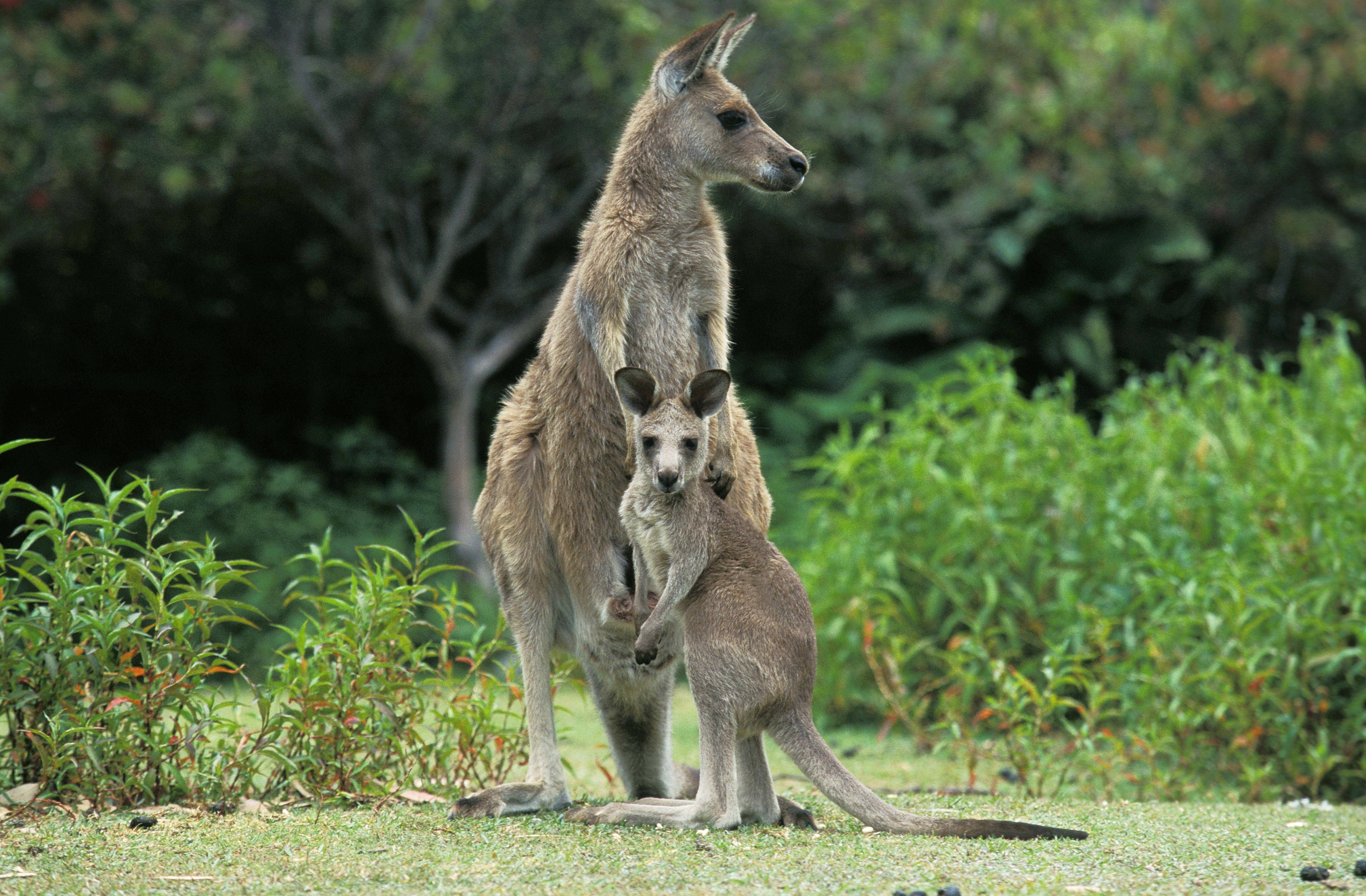 Die zweitgrößten Kängurus sind die Grauen Riesenkängurus. Sie unterteilen sich in eine westliche und eine östliche Art. Hier ist ein Muttertier mit Jungem zu sehen.