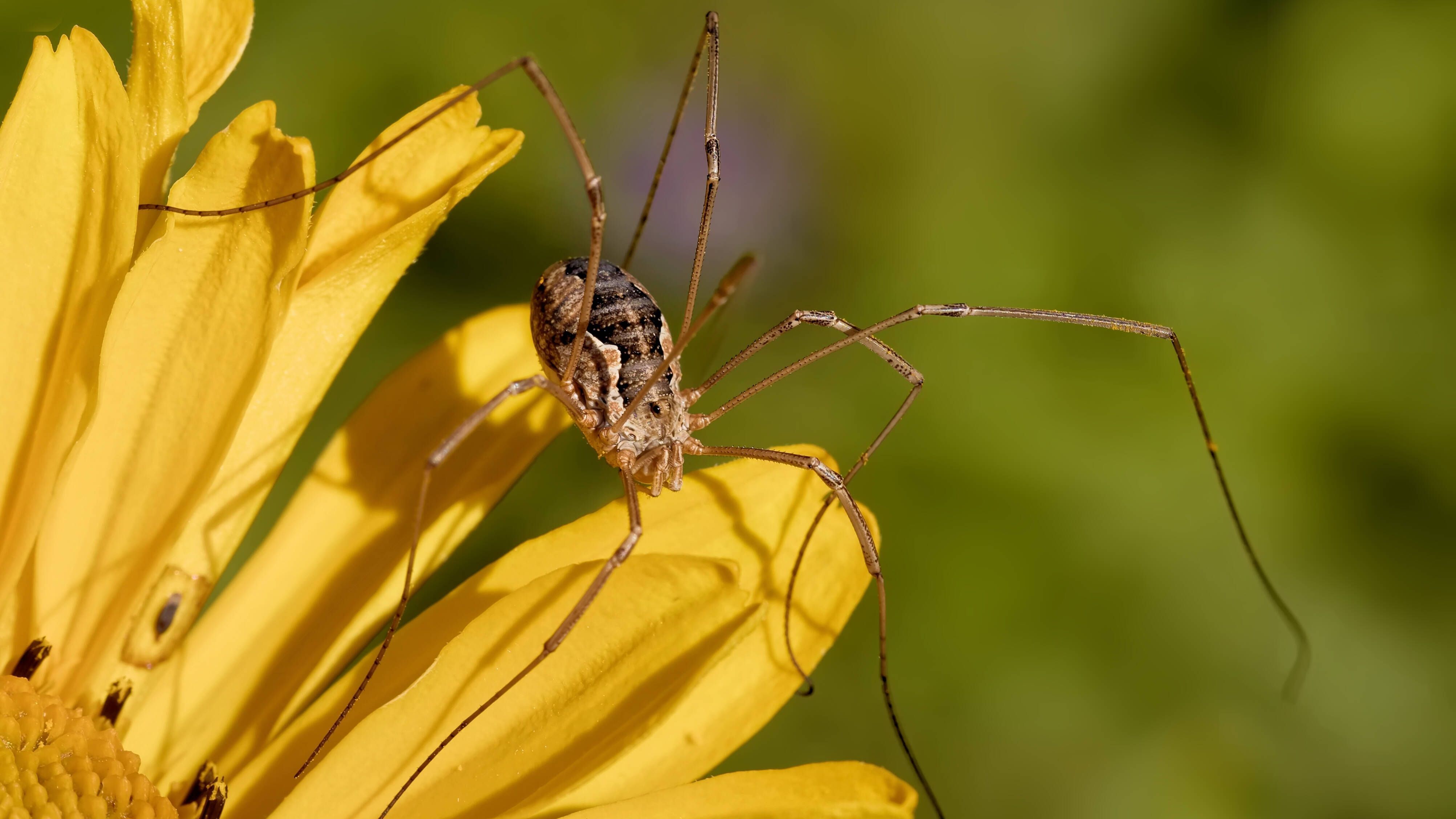 Weberknechte sind keine Webspinnen, allerdings mit ihnen verwandt: Sie bilden eine eigene Ordnung innerhalb der Spinnentiere. Im Gegensatz zu den echten Spinnen haben sie nur zwei Augen.