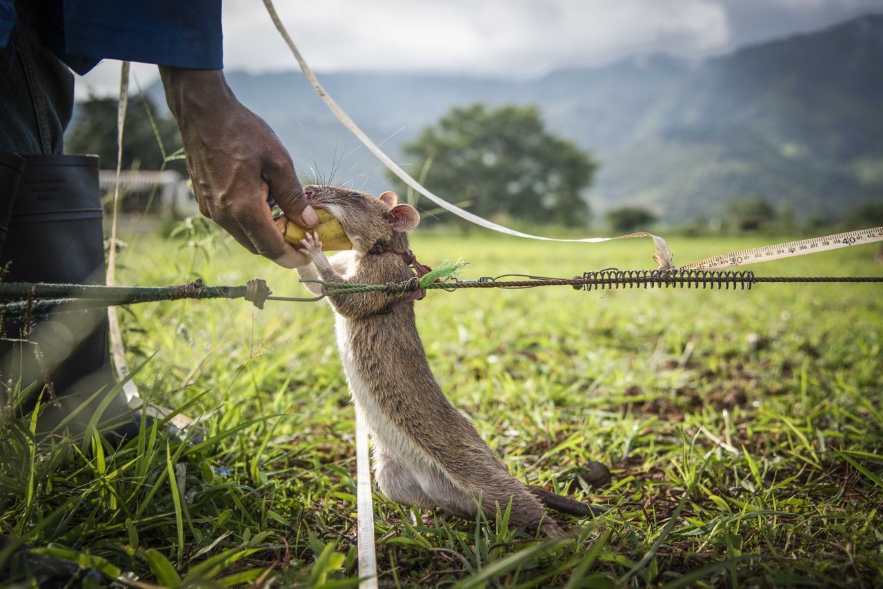 Die Ausbildung zur Hero Rat beginnt bereits in den ersten Lebensmonaten und dauert neun bis zwölf Monate. Die jungen Ratten lernen, ihren scharfen Geruchssinn zur Minensuche einzusetzen. Erschnuppern sie vergrabenen Sprengstoff, beginnen sie an der Stelle am Boden zu scharren. Daraufhin erfolgt von den Apopo-Mitgliedern ein Klicken, das die Ratten mit einer Belohnung assoziieren: Ihren Lieblingssnack: Banane.